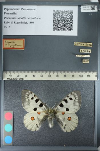Media type: image;   Entomology 175216